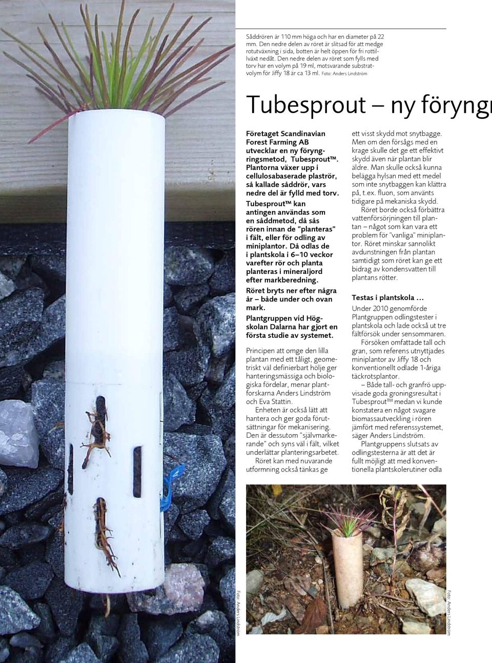 Foto: Anders Lindström Tubesprout ny föryngr Företaget Scandinavian Forest Farming AB utvecklar en ny föryngringsmetod, Tubesprout.