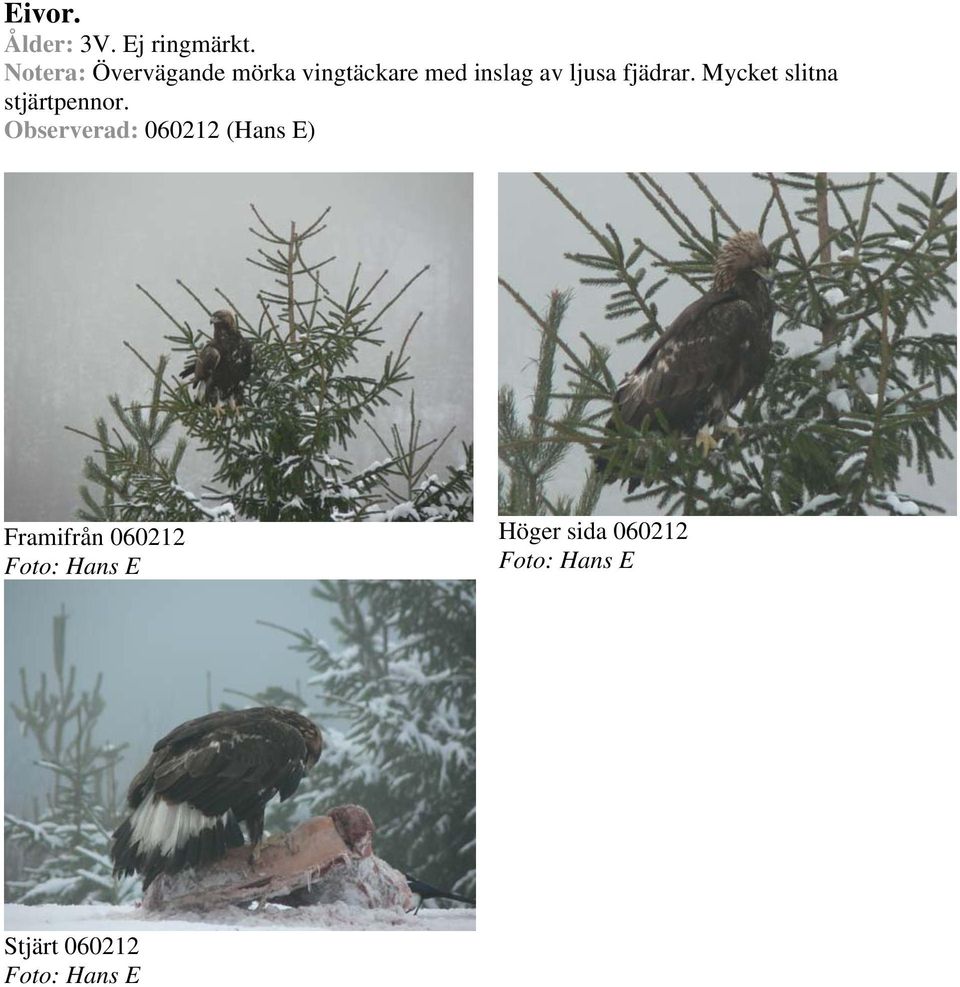 av ljusa fjädrar. Mycket slitna stjärtpennor.