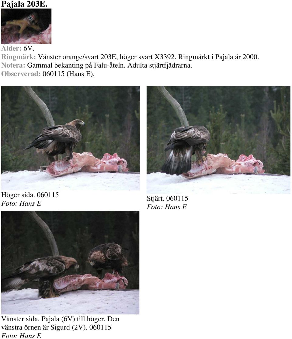 Adulta stjärtfjädrarna. Observerad: 060115 (Hans E), Höger sida. 060115 Stjärt.