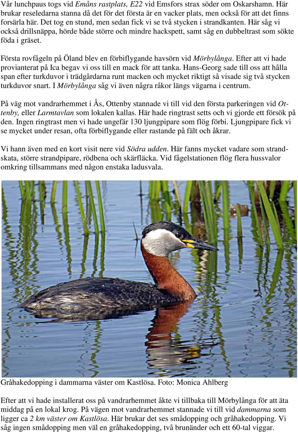 Första rovfågeln på Öland blev en förbiflygande havsörn vid Mörbylånga. Efter att vi hade provianterat på Ica begav vi oss till en mack för att tanka.