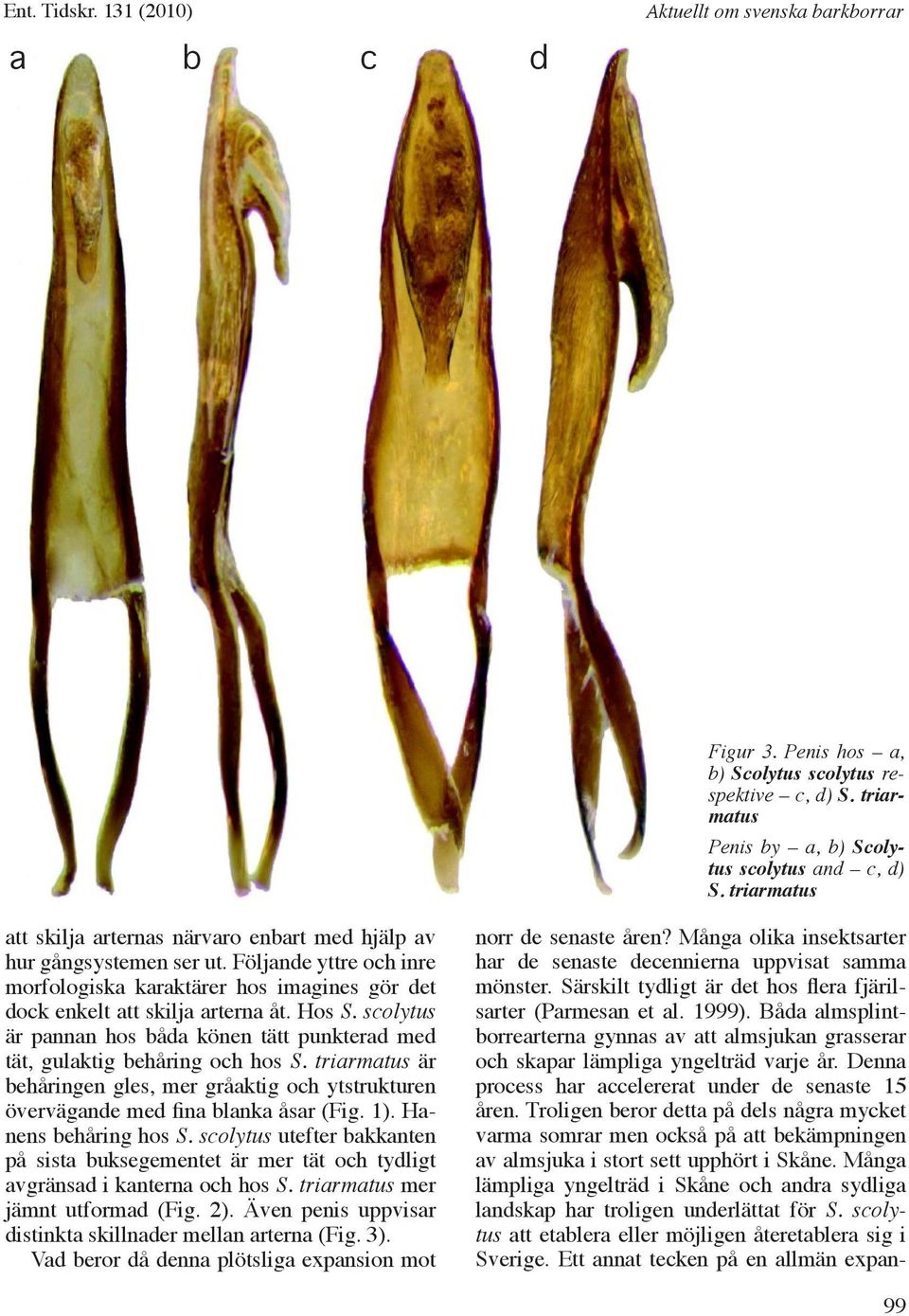 scolytus är pannan hos båda könen tätt punkterad med tät, gulaktig behåring och hos S. triarmatus är behåringen gles, mer gråaktig och ytstrukturen övervägande med fina blanka åsar (Fig. 1).