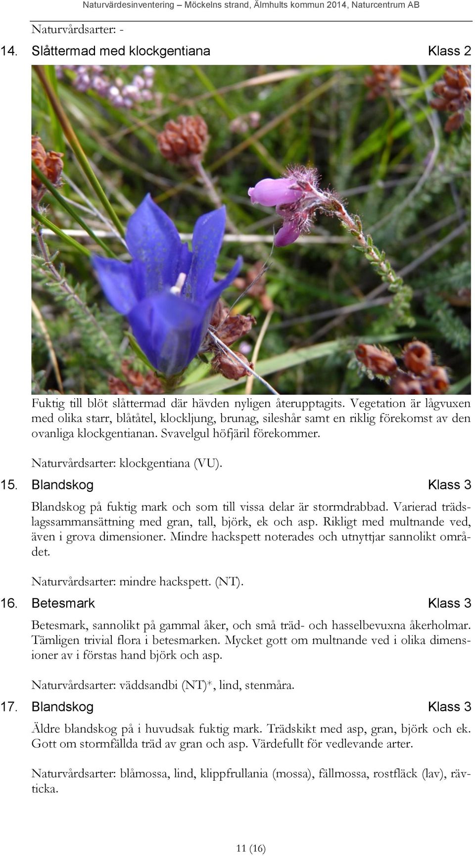 Naturvårdsarter: klockgentiana (VU). 15. Blandskog Klass 3 Blandskog på fuktig mark och som till vissa delar är stormdrabbad. Varierad trädslagssammansättning med gran, tall, björk, ek och asp.