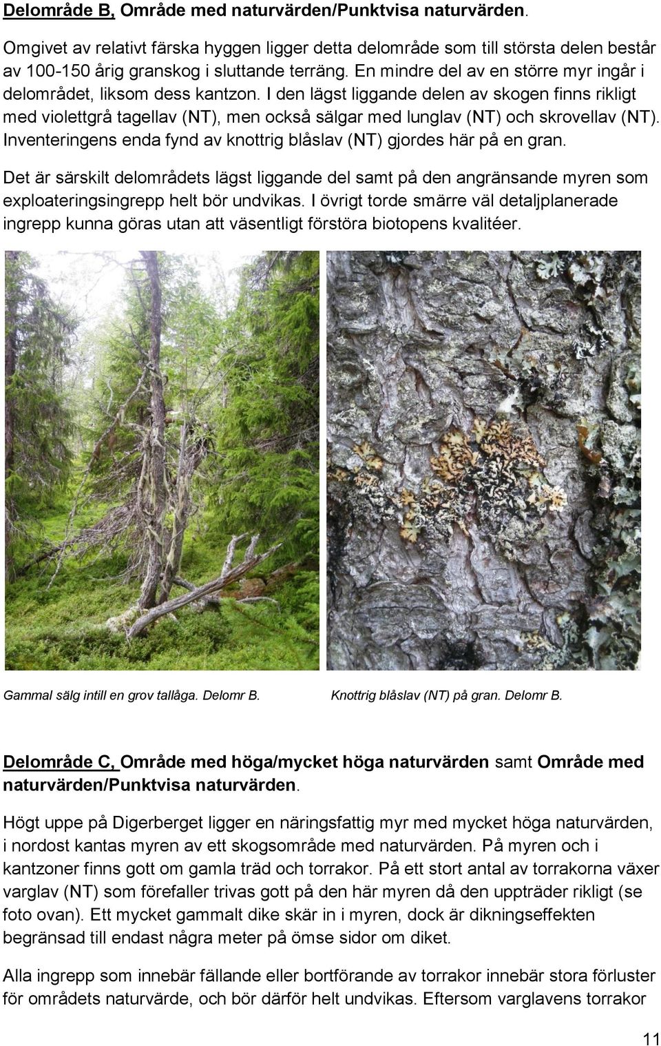 I den lägst liggande delen av skogen finns rikligt med violettgrå tagellav (NT), men också sälgar med lunglav (NT) och skrovellav (NT).