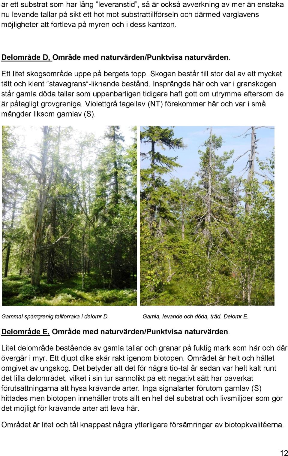 Skogen består till stor del av ett mycket tätt och klent stavagrans -liknande bestånd.