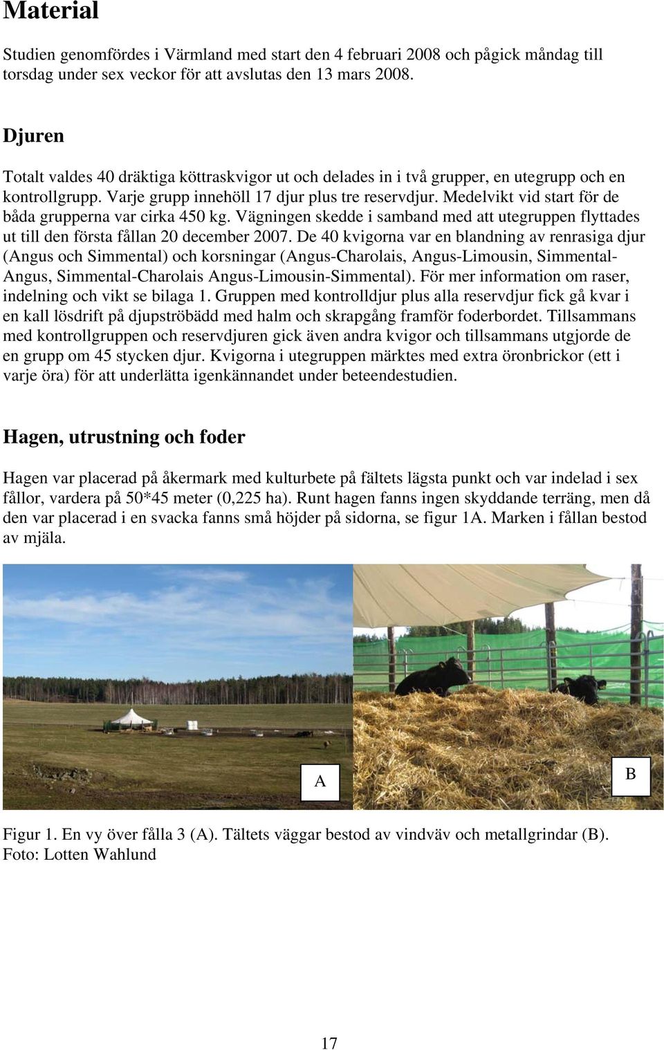 Medelvikt vid start för de båda grupperna var cirka 450 kg. Vägningen skedde i samband med att utegruppen flyttades ut till den första fållan 20 december 2007.