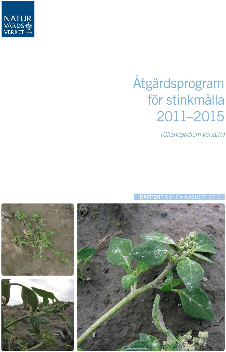 (Chenopodium