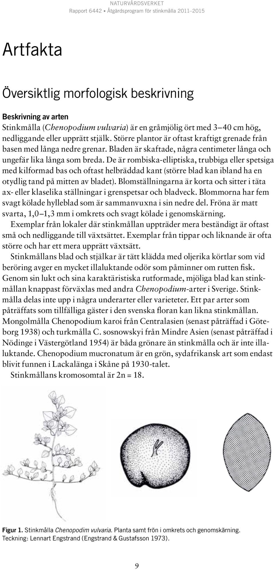 De är rombiska-elliptiska, trubbiga eller spetsiga med kilformad bas och oftast helbräddad kant (större blad kan ibland ha en otydlig tand på mitten av bladet).