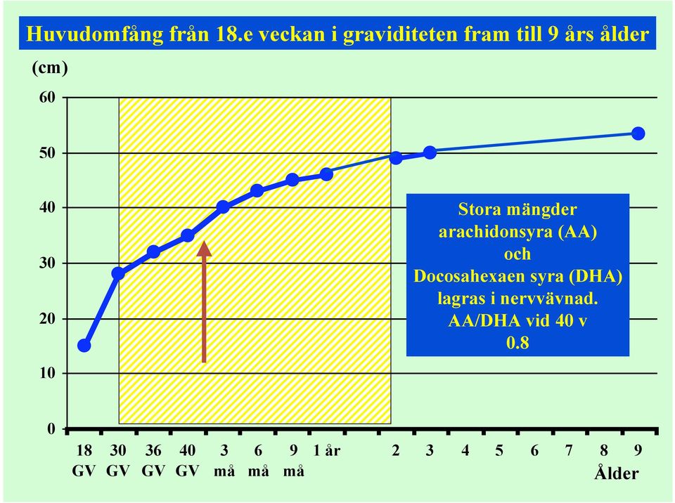 20 Stora mängder arachidonsyra (AA) och Docosahexaen syra (DHA)