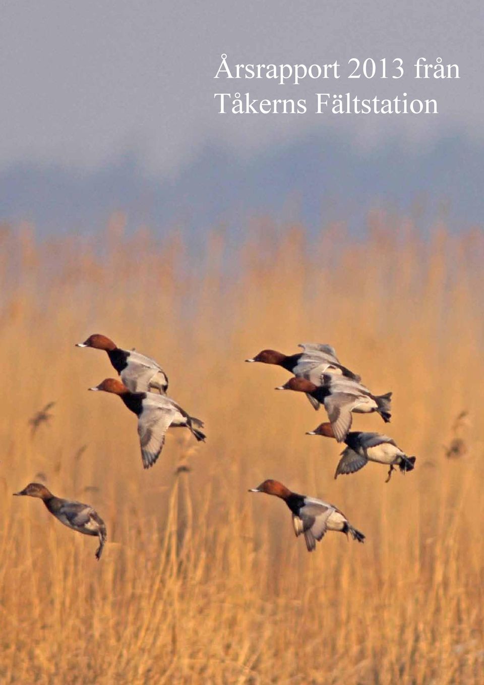 Tåkerns