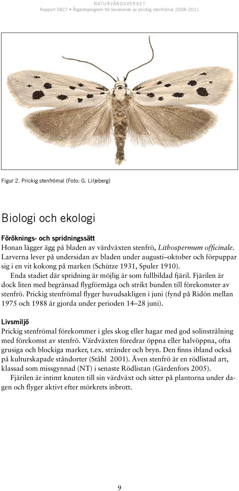 Fjärilen är dock liten med begränsad flygförmåga och strikt bunden till förekomster av stenfrö.