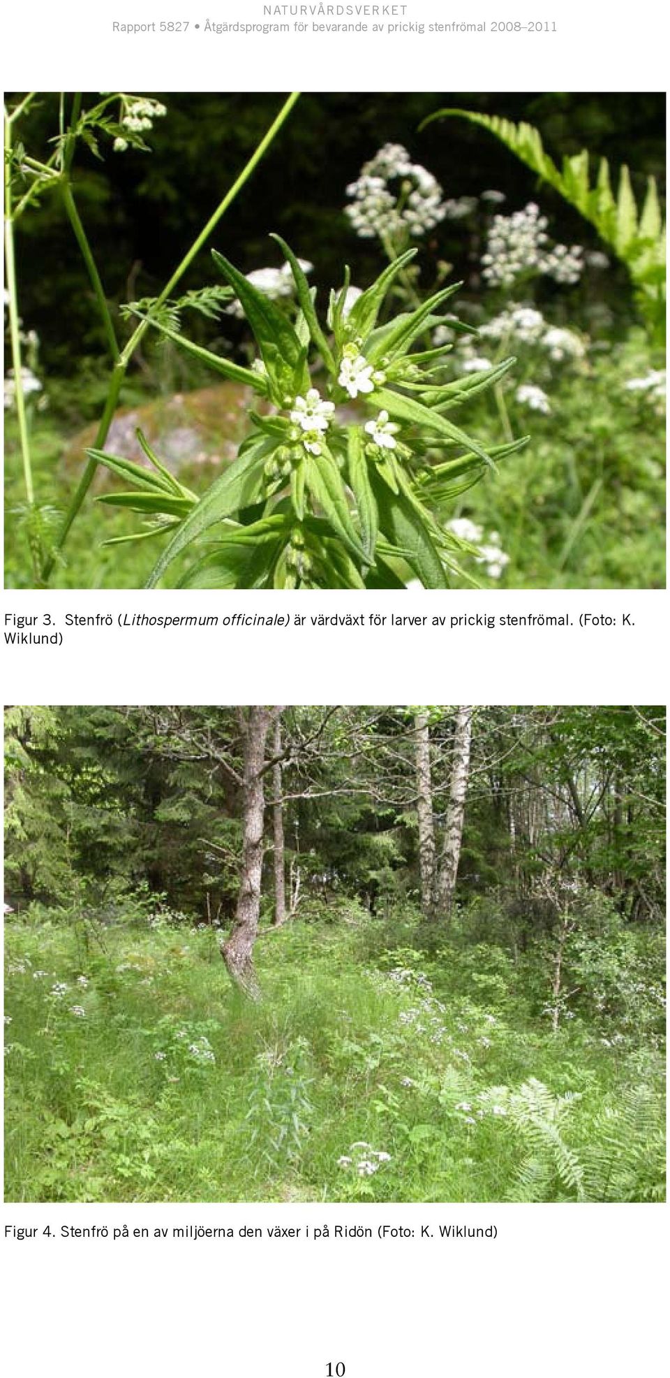 för larver av prickig stenfrömal. (Foto: K.