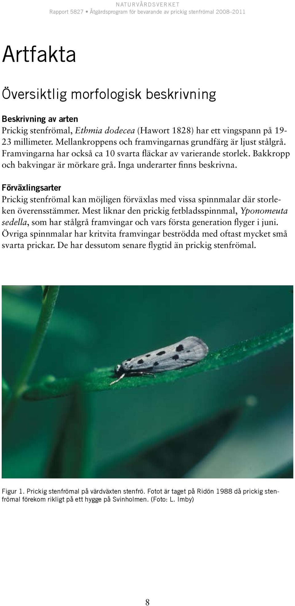 Förväxlingsarter Prickig stenfrömal kan möjligen förväxlas med vissa spinnmalar där storleken överensstämmer.