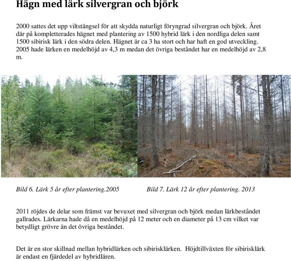 2005 hade lärken en medelhöjd av 4,3 m medan det övriga beståndet har en medelhöjd av 2,8 m. Bild 6. Lärk 5 år efter plantering.2005 Bild 7. Lärk 12 år efter plantering.