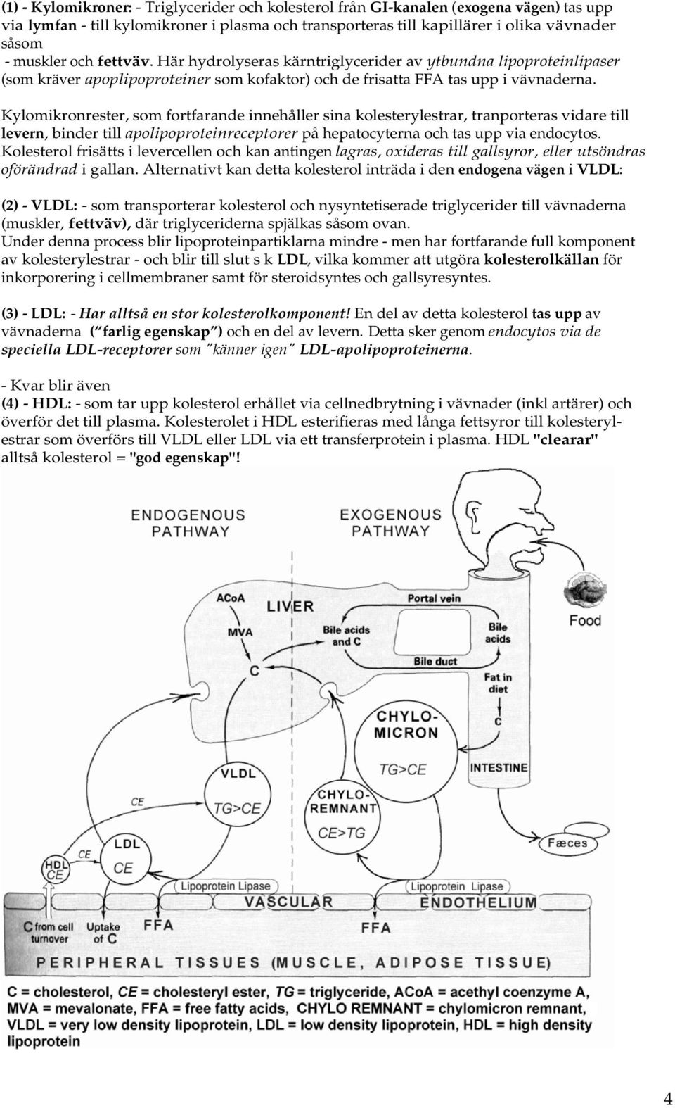 Kylomikronrester, som fortfarande innehåller sina kolesterylestrar, tranporteras vidare till levern, binder till apolipoproteinreceptorer på hepatocyterna och tas upp via endocytos.