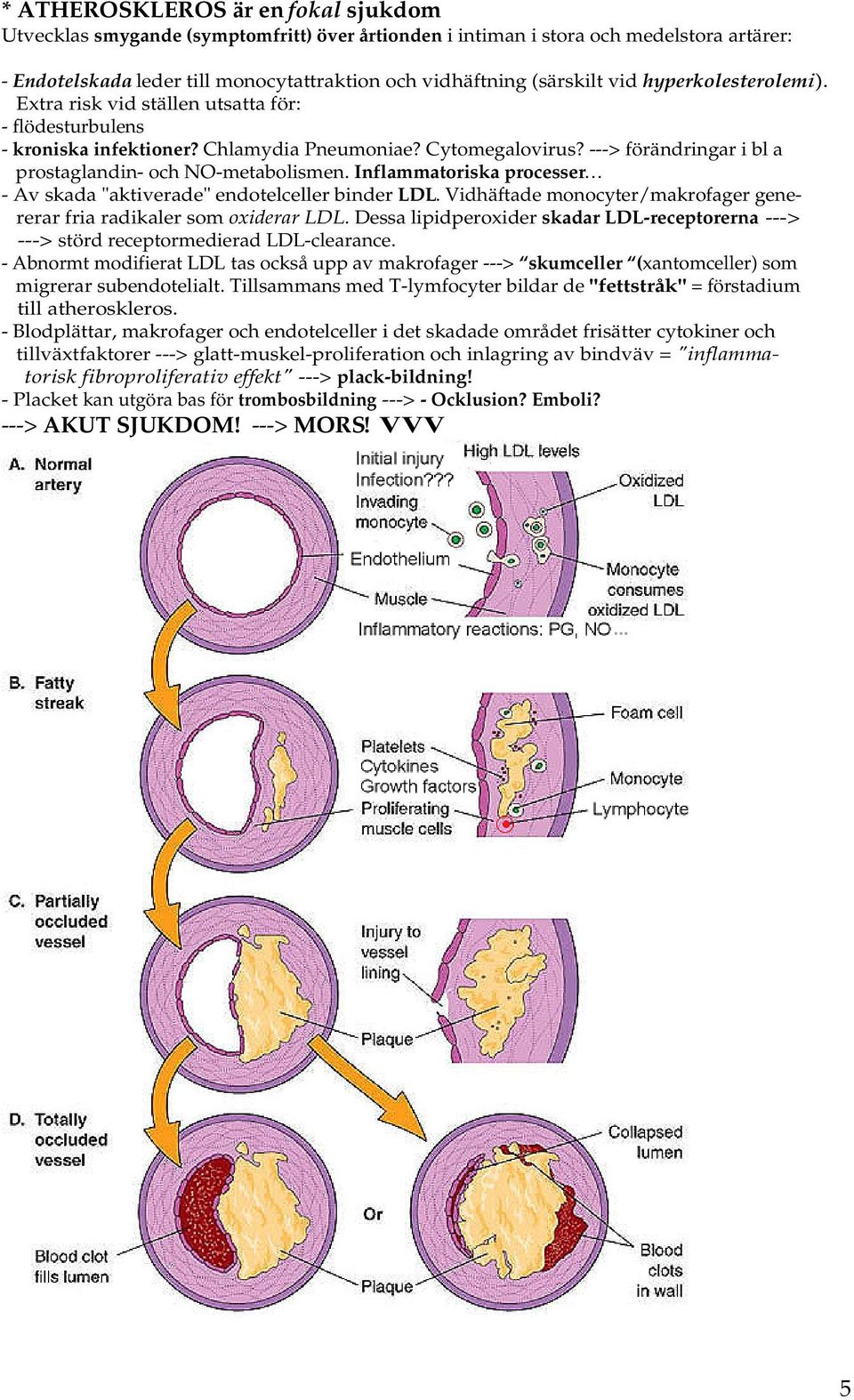 ---> förändringar i bl a prostaglandin- och NO-metabolismen. Inflammatoriska processer - Av skada "aktiverade" endotelceller binder LDL.