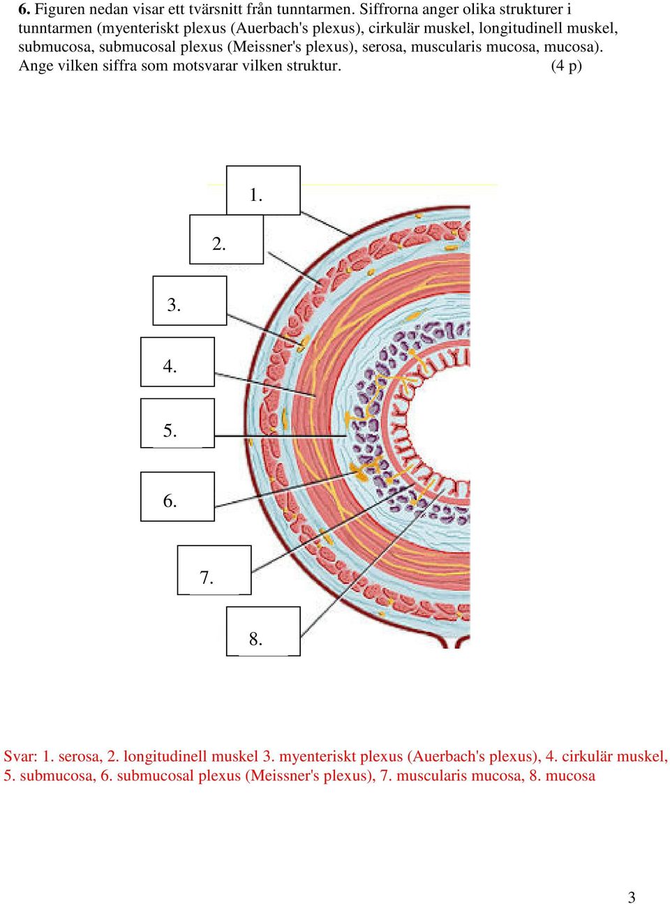 submucosa, submucosal plexus (Meissner's plexus), serosa, muscularis mucosa, mucosa). Ange vilken siffra som motsvarar vilken struktur.