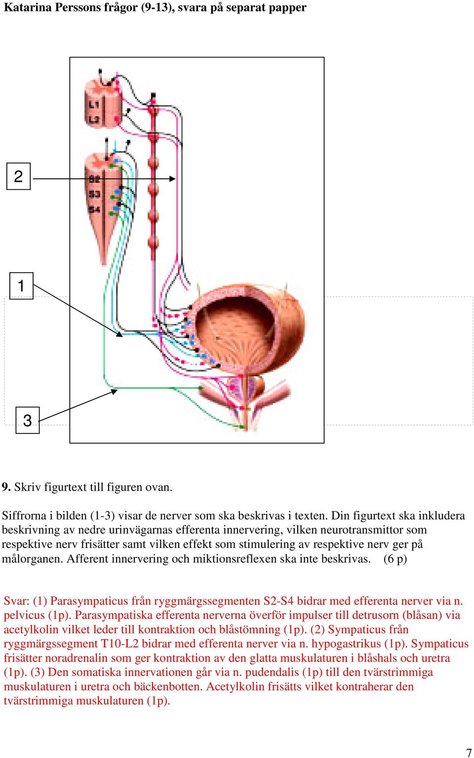 målorganen. Afferent innervering och miktionsreflexen ska inte beskrivas. (6 p) Svar: (1) Parasympaticus från ryggmärgssegmenten S2-S4 bidrar med efferenta nerver via n. pelvicus (1p).