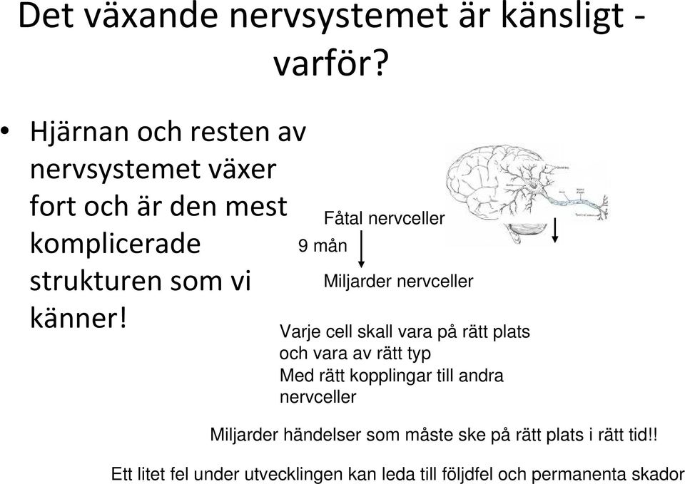 Fåtal nervceller 9 mån Miljarder nervceller Varje cell skall vara på rätt plats och vara av rätt typ Med