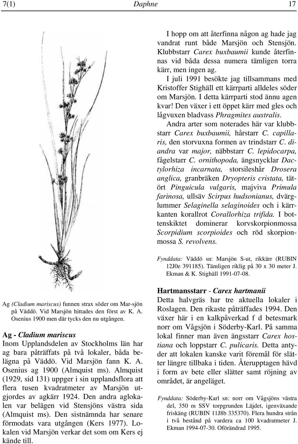 Den växer i ett öppet kärr med gles och lågvuxen bladvass Phragmites australis. Andra arter som noterades här var klubbstarr Carex buxbaumii, hårstarr C.