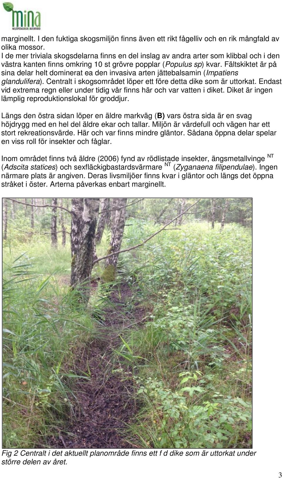 Fältskiktet är på sina delar helt dominerat ea den invasiva arten jättebalsamin (Impatiens glandulifera). Centralt i skogsområdet löper ett före detta dike som är uttorkat.