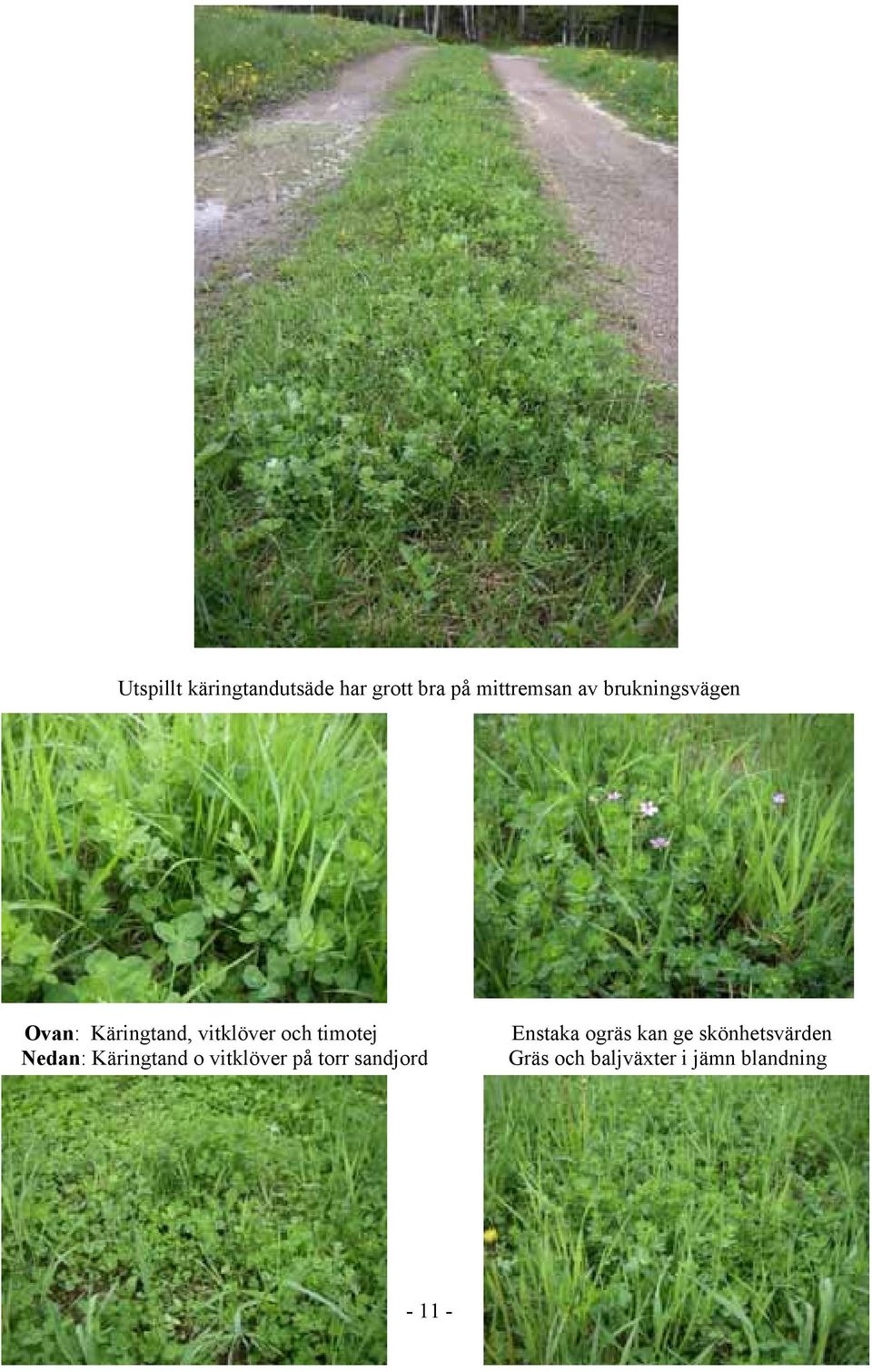 Nedan: Käringtand o vitklöver på torr sandjord Enstaka