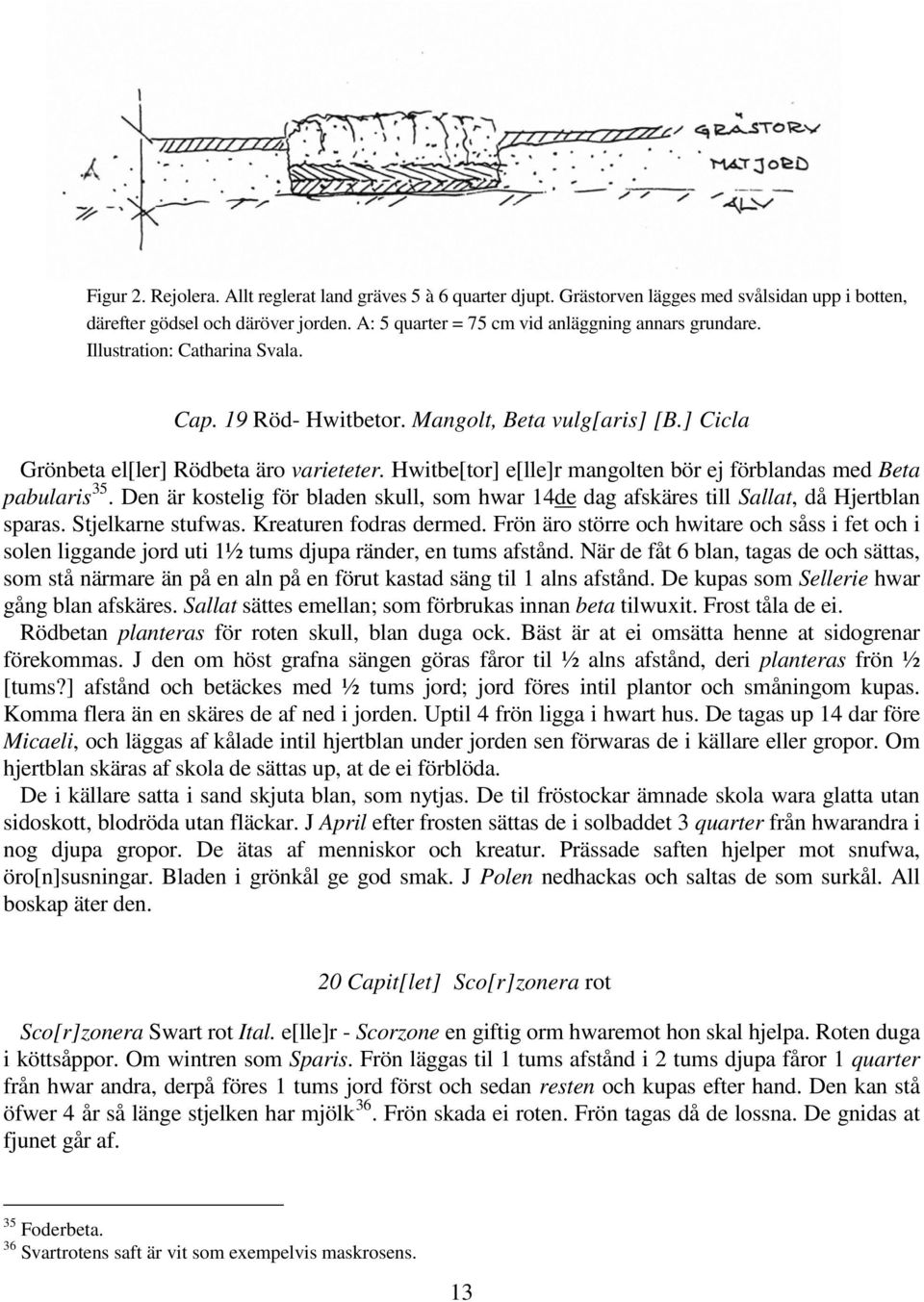Hwitbe[tor] e[lle]r mangolten bör ej förblandas med Beta pabularis 35. Den är kostelig för bladen skull, som hwar 14de dag afskäres till Sallat, då Hjertblan sparas. Stjelkarne stufwas.