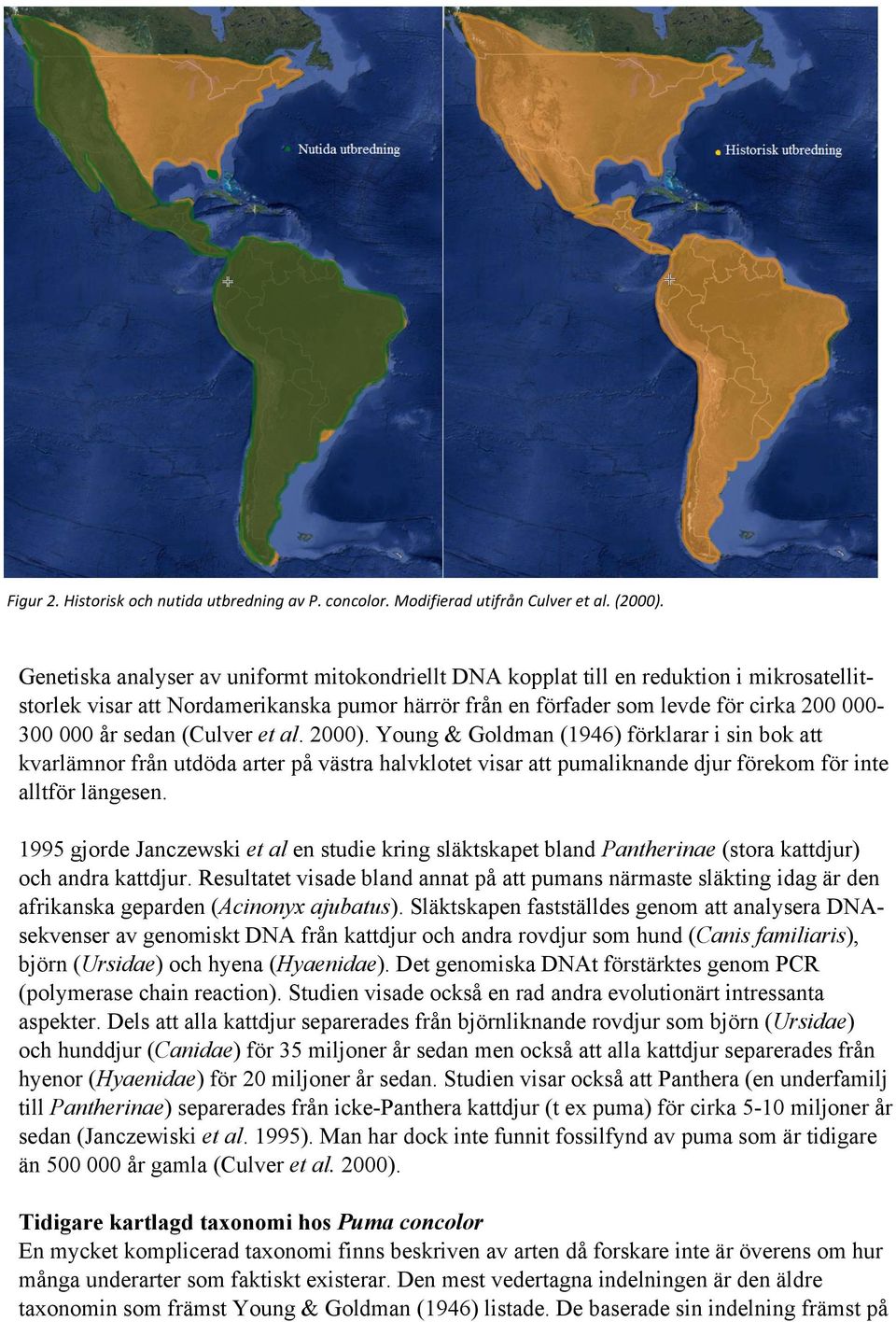 (Culver et al. 2000). Young & Goldman (1946) förklarar i sin bok att kvarlämnor från utdöda arter på västra halvklotet visar att pumaliknande djur förekom för inte alltför längesen.