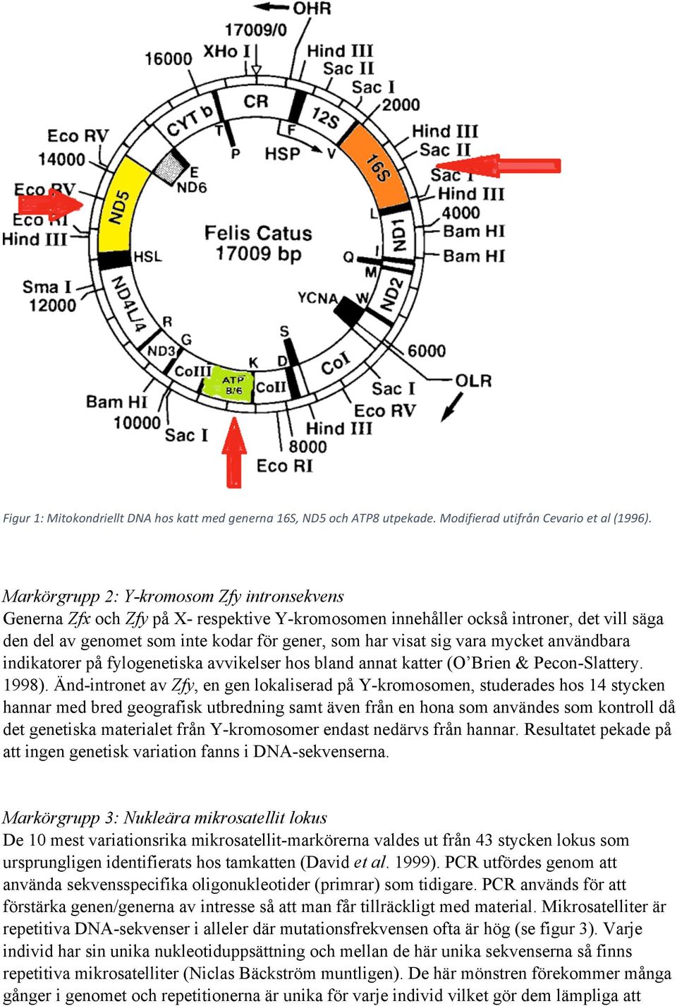 vara mycket användbara indikatorer på fylogenetiska avvikelser hos bland annat katter (O Brien & Pecon-Slattery. 1998).