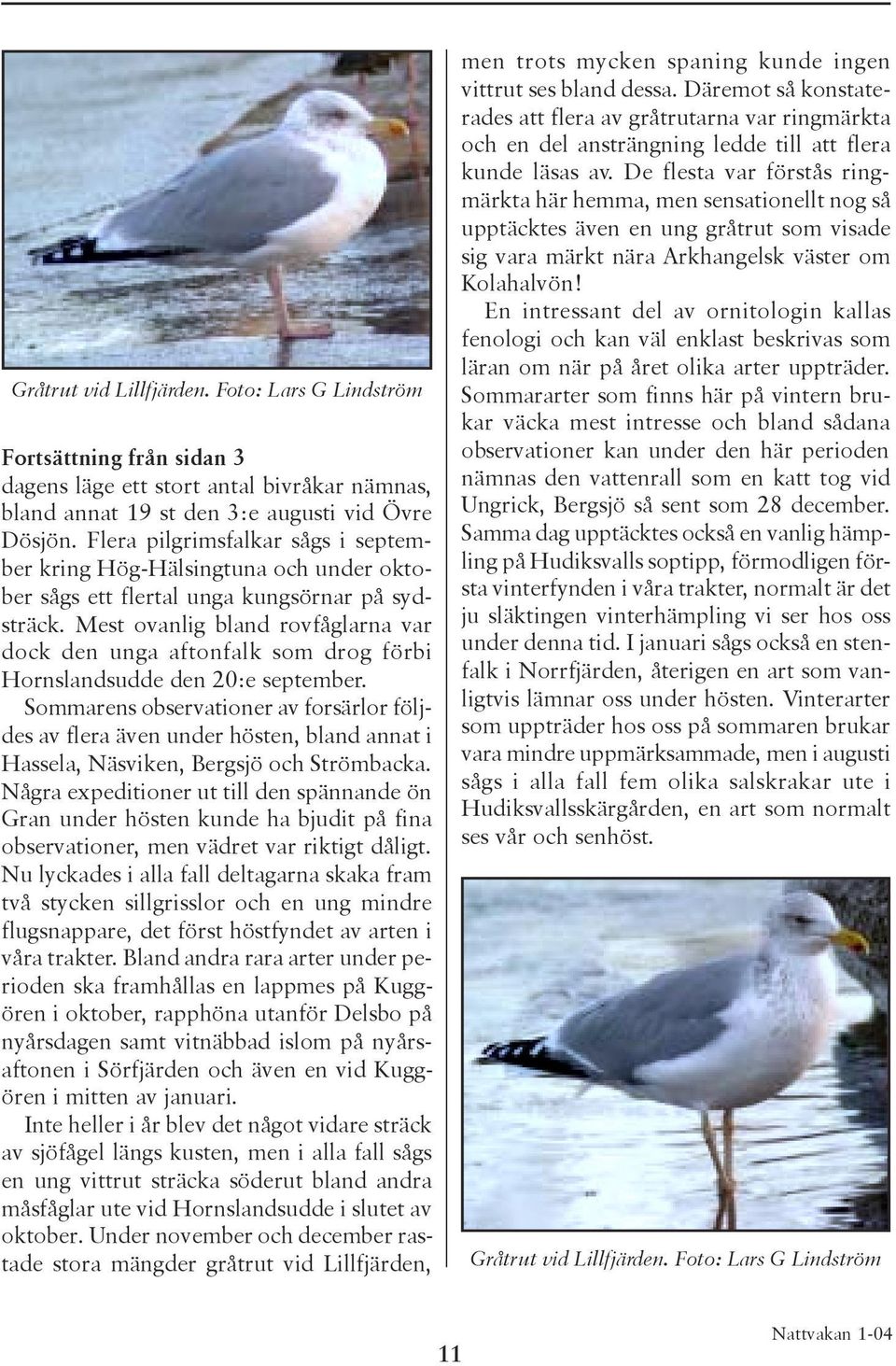 Mest ovanlig bland rovfåglarna var dock den unga aftonfalk som drog förbi Hornslandsudde den 20:e september.