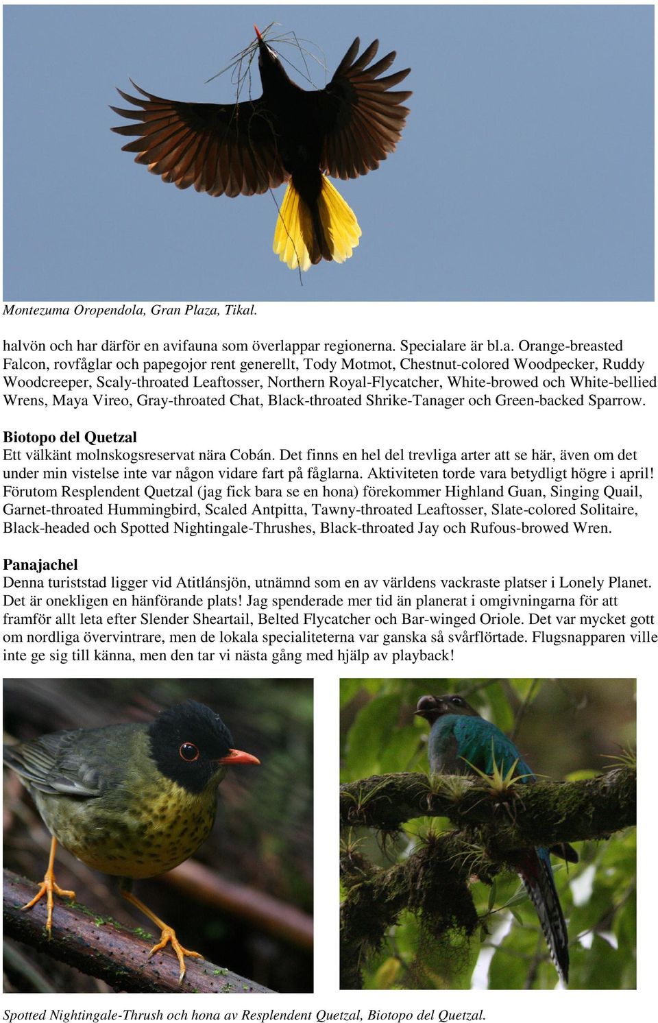 Gran Plaza, Tikal. halvön och har därför en avifauna som överlappar regionerna. Specialare är bl.a. Orange-breasted Falcon, rovfåglar och papegojor rent generellt, Tody Motmot, Chestnut-colored