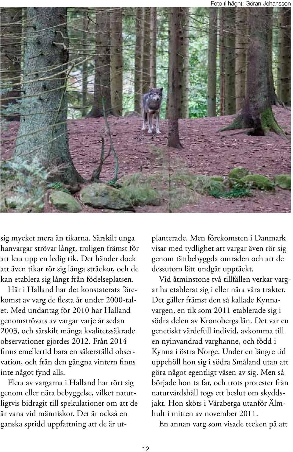 Med undantag för 2010 har Halland genomströvats av vargar varje år sedan 2003, och särskilt många kvalitetssäkrade observationer gjordes 2012.