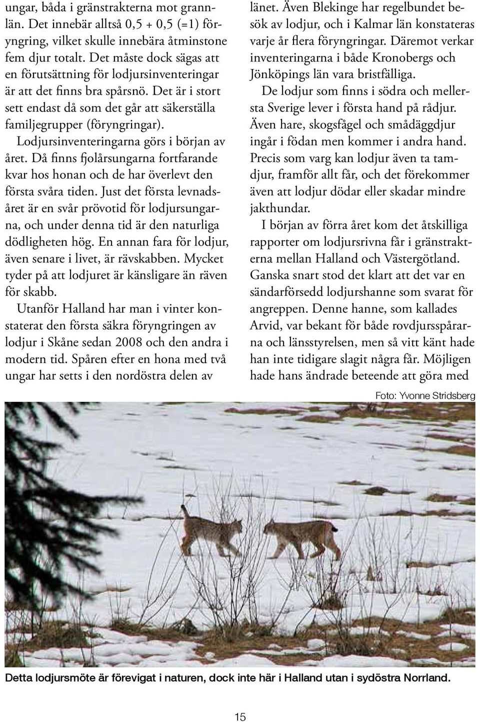 Lodjursinventeringarna görs i början av året. Då finns fjolårsungarna fortfarande kvar hos honan och de har överlevt den första svåra tiden.