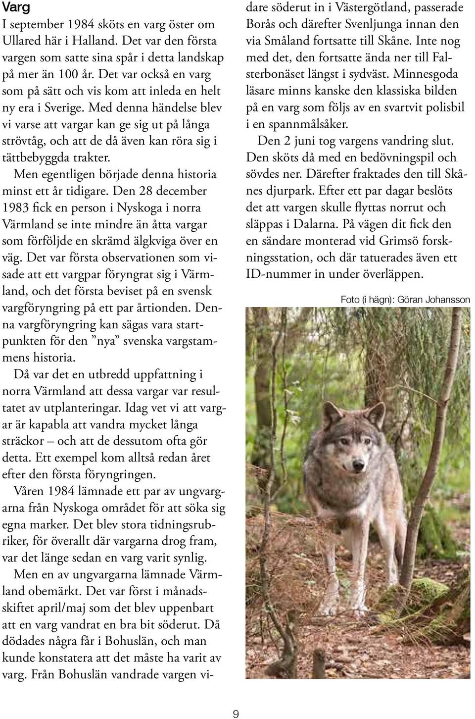 Med denna händelse blev vi varse att vargar kan ge sig ut på långa strövtåg, och att de då även kan röra sig i tättbebyggda trakter. Men egentligen började denna historia minst ett år tidigare.