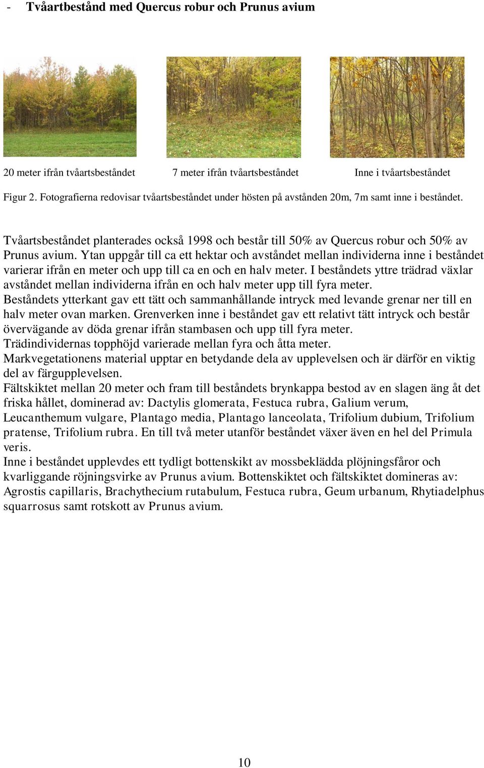 Ytan uppgår till ca ett hektar och avståndet mellan individerna inne i beståndet varierar ifrån en meter och upp till ca en och en halv meter.