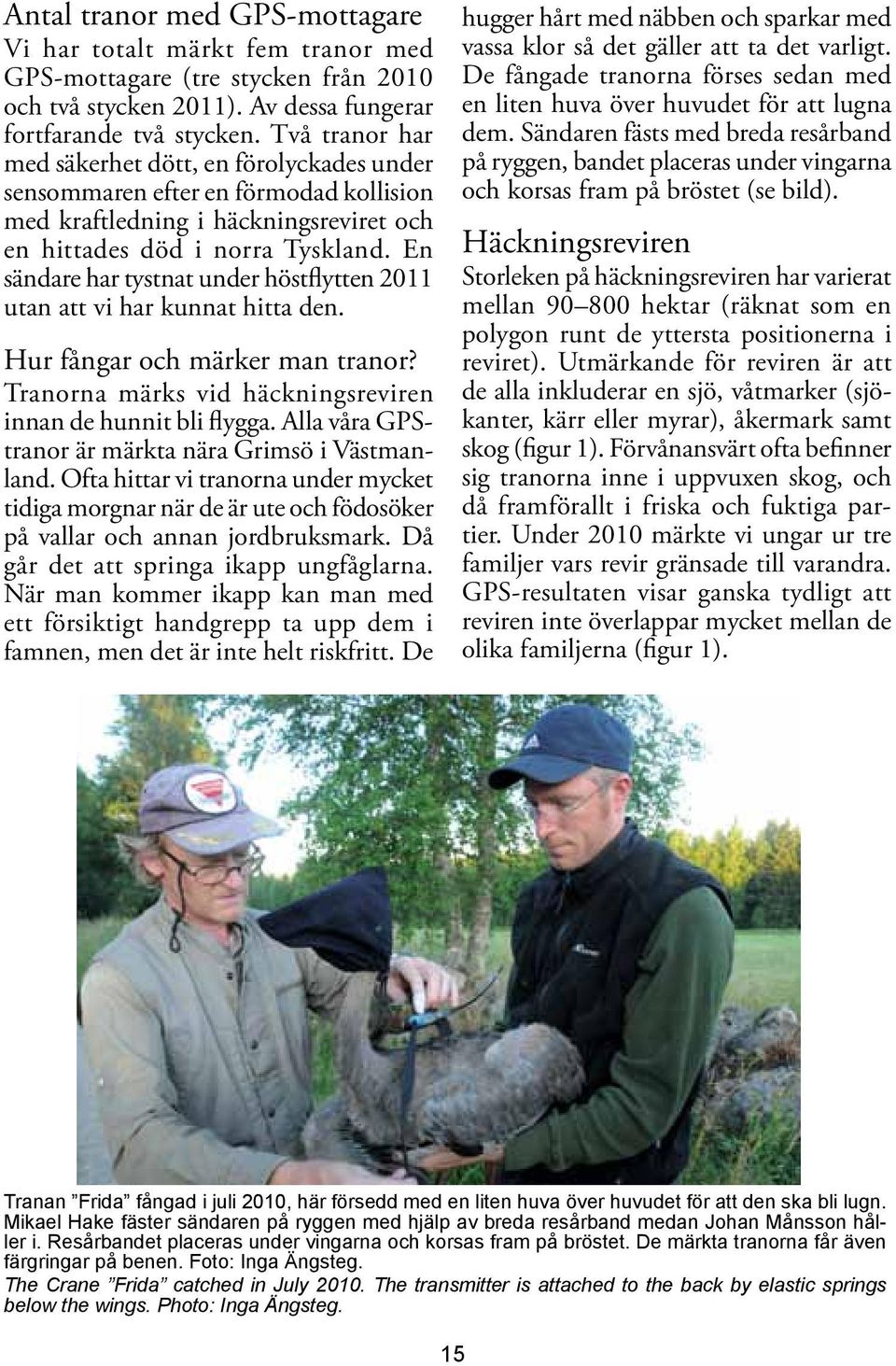 En s ändare har tystnat under höstflytten 2011 utan att vi har kunnat hitta den. Hur fångar och märker man tranor? Tranorna märks vid häckningsreviren innan de hunnit bli flygga.