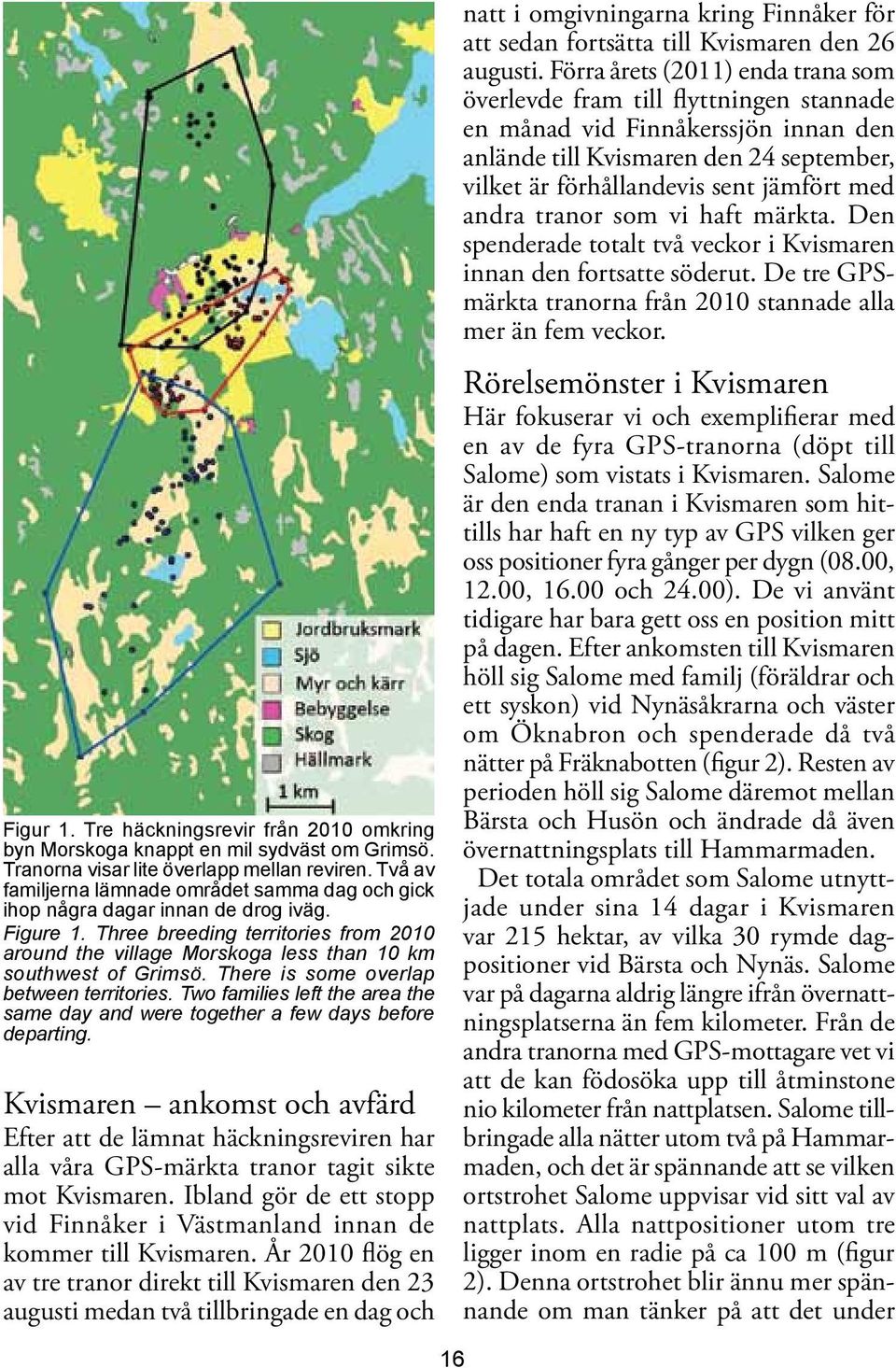 Three breeding territories from 2010 around the village Morskoga less than 10 km south west of Grimsö. There is some overlap between territories.