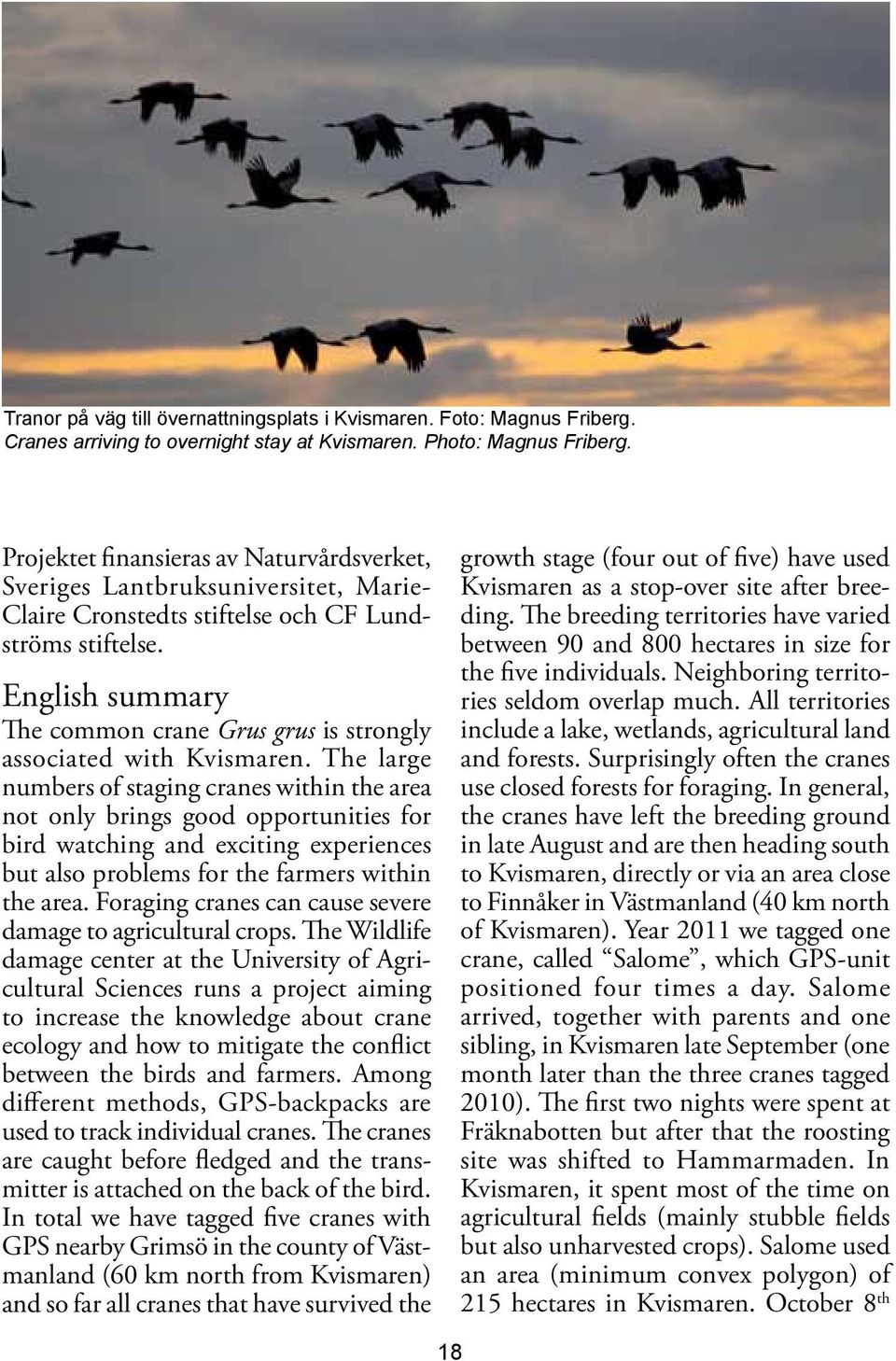 English summary The common crane Grus grus is strongly associated with Kvismaren.