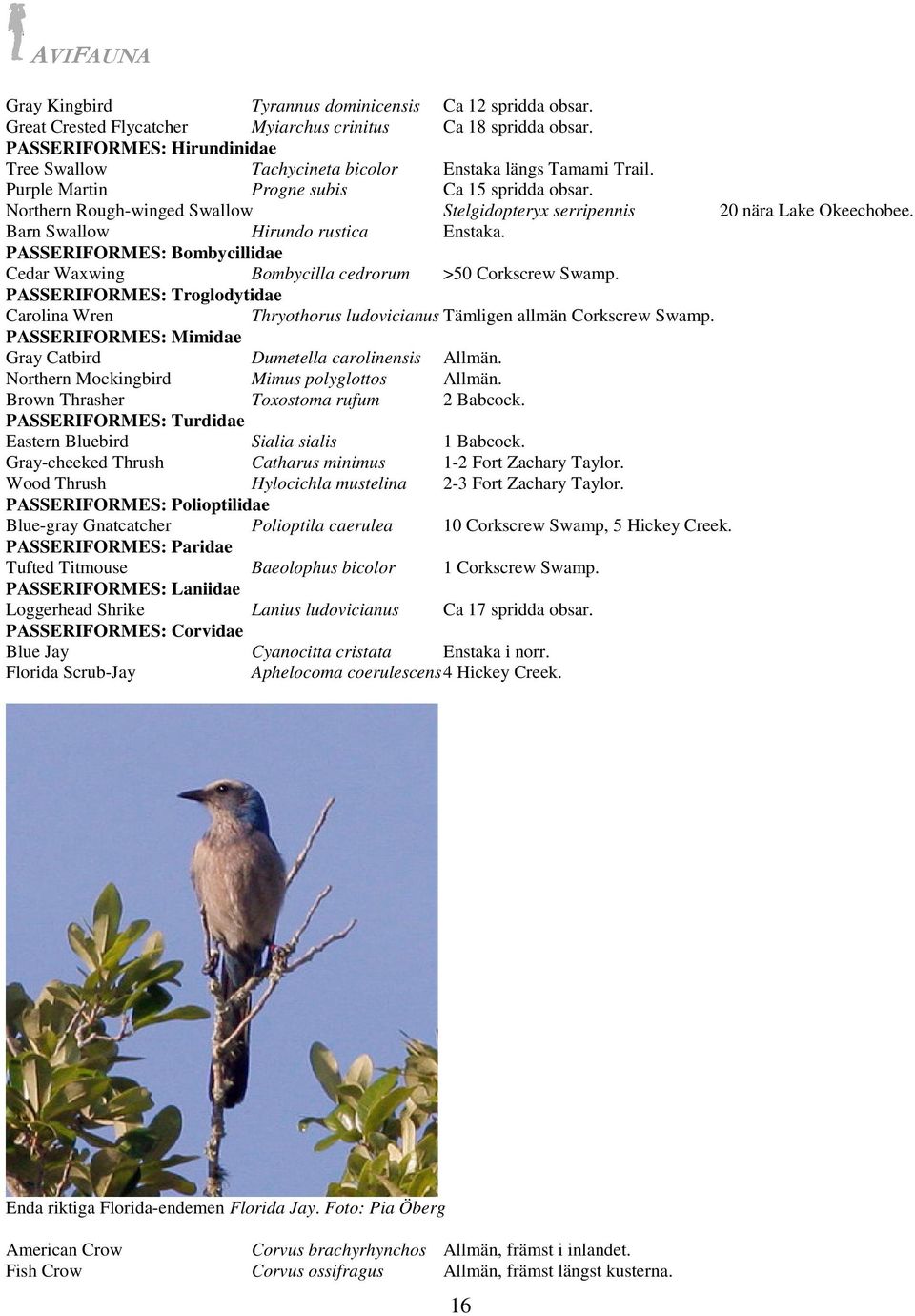 Northern Rough-winged Swallow Stelgidopteryx serripennis 20 nära Lake Okeechobee. Barn Swallow Hirundo rustica Enstaka.
