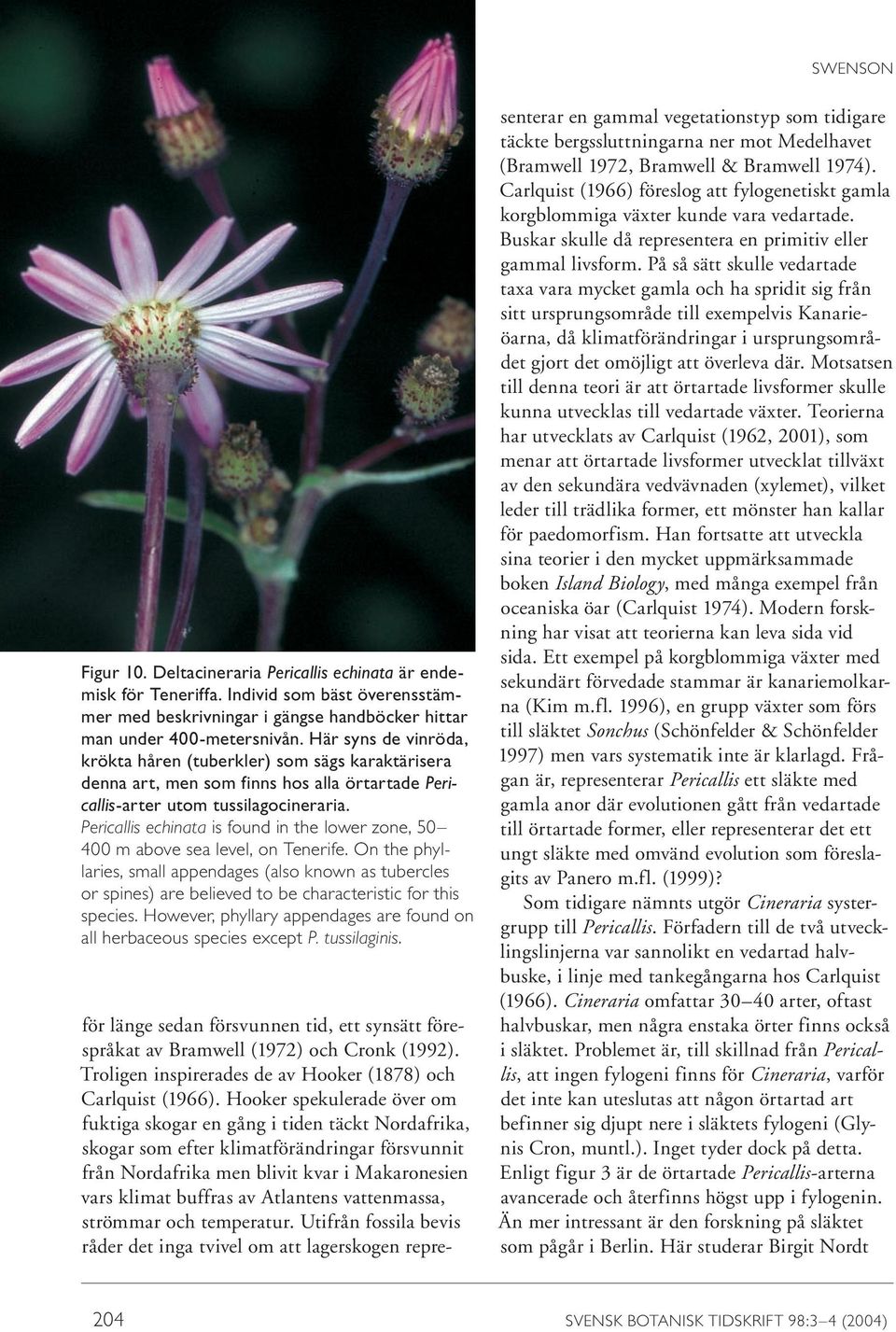 Pericallis echinata is found in the lower zone, 50 400 m above sea level, on Tenerife.
