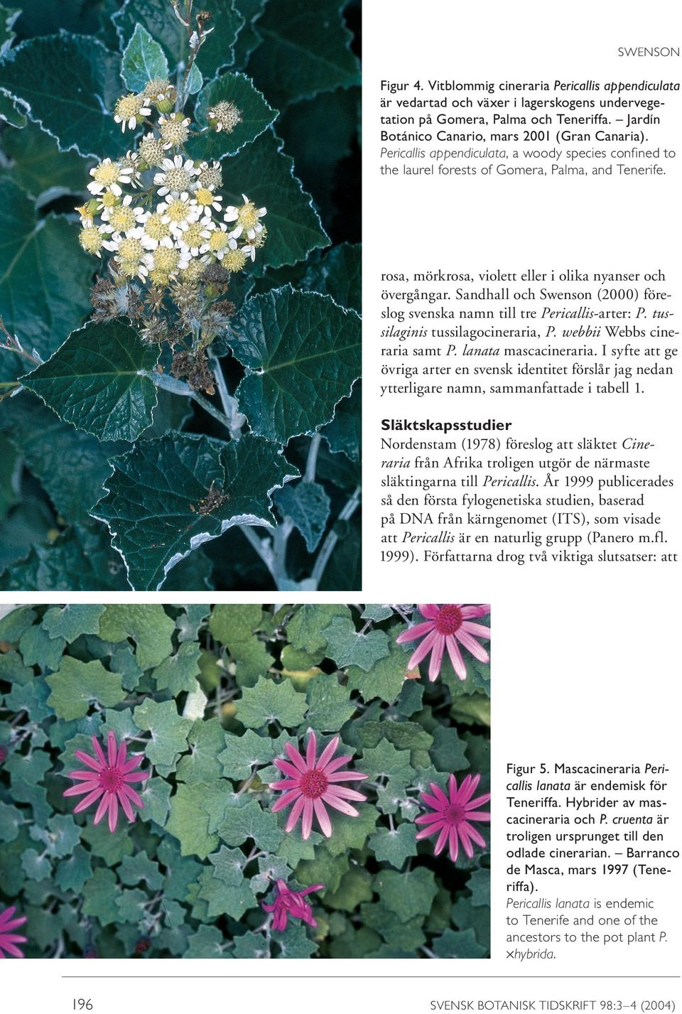 Sandhall och Swenson (2000) föreslog svenska namn till tre Pericallis-arter: P. tussilaginis tussilagocineraria, P. webbii Webbs cineraria samt P. lanata mascacineraria.