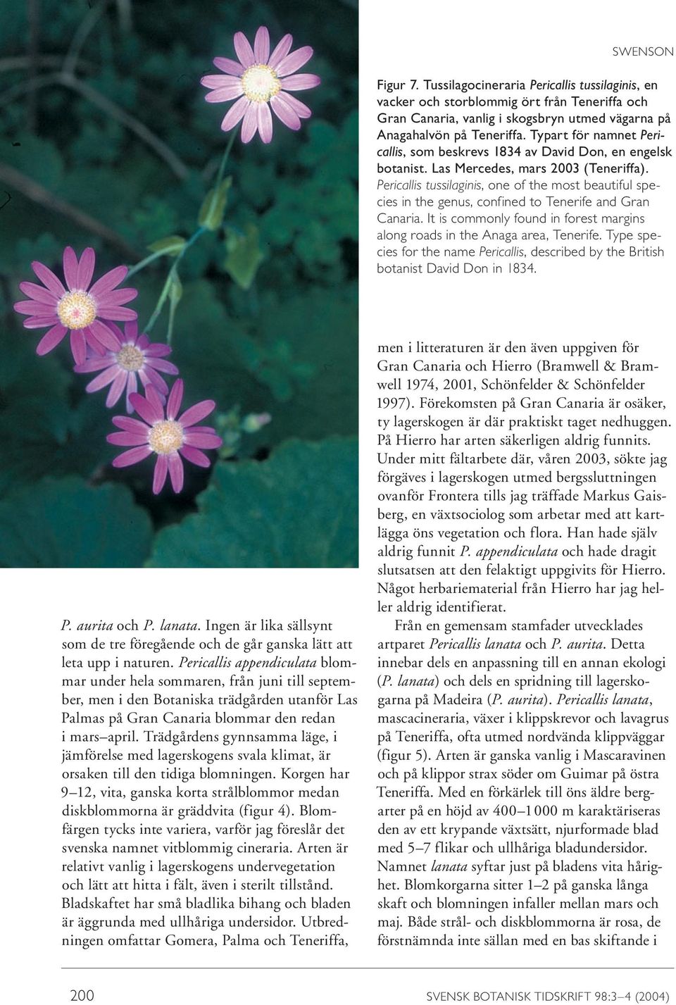 Pericallis tussilaginis, one of the most beautiful species in the genus, confined to Tenerife and Gran Canaria. It is commonly found in forest margins along roads in the Anaga area, Tenerife.