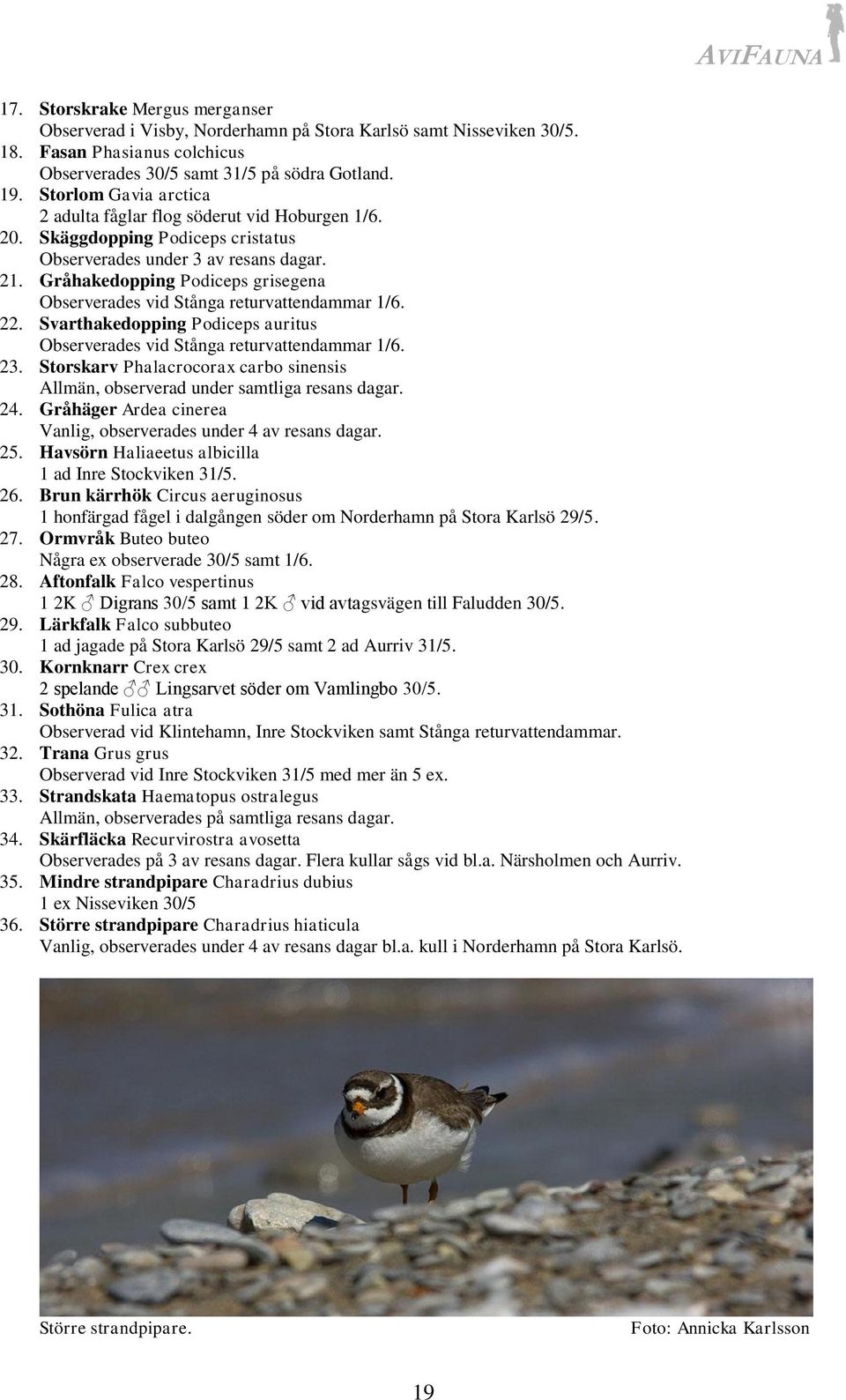 Gråhakedopping Podiceps grisegena Observerades vid Stånga returvattendammar 1/6. 22. Svarthakedopping Podiceps auritus Observerades vid Stånga returvattendammar 1/6. 23.