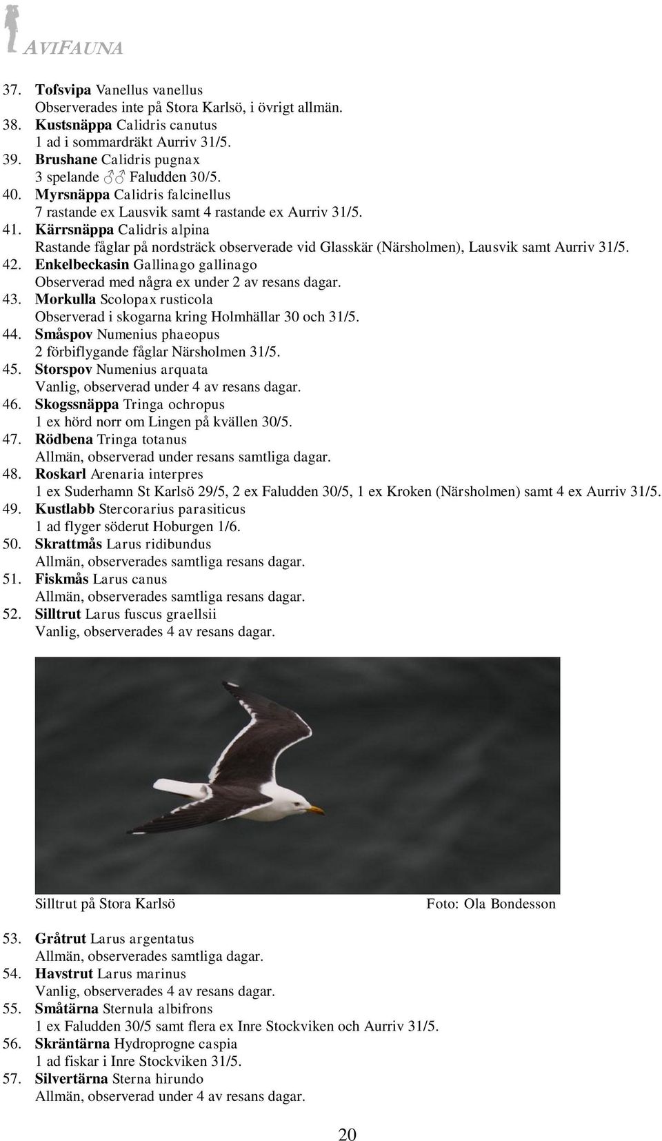 Kärrsnäppa Calidris alpina Rastande fåglar på nordsträck observerade vid Glasskär (Närsholmen), Lausvik samt Aurriv 31/5. 42.