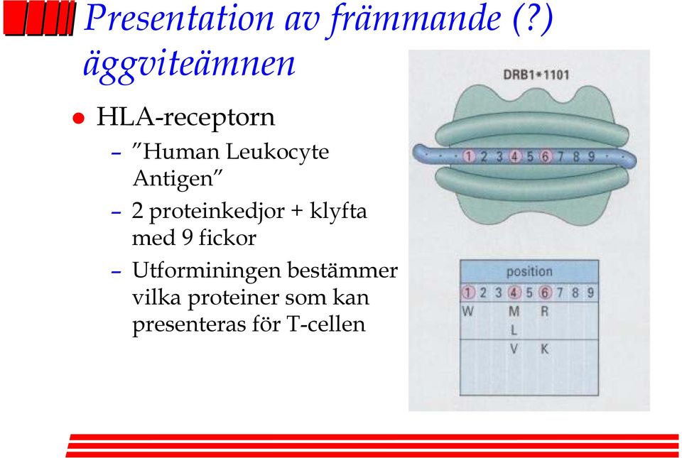 Antigen 2 proteinkedjor + klyfta med 9 fickor