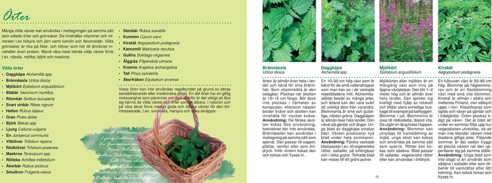 Vilda örter Daggkåpa Alchemilla spp.