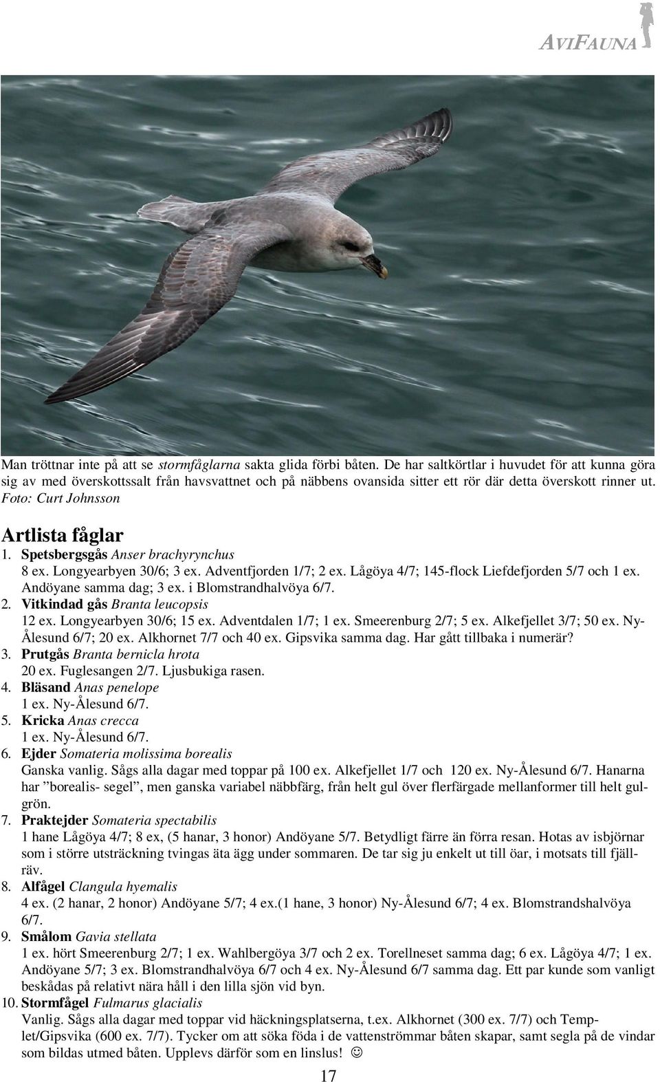 Spetsbergsgås Anser brachyrynchus 8 ex. Longyearbyen 30/6; 3 ex. Adventfjorden 1/7; 2 ex. Lågöya 4/7; 145-flock Liefdefjorden 5/7 och 1 ex. Andöyane samma dag; 3 ex. i Blomstrandhalvöya 6/7. 2. Vitkindad gås Branta leucopsis 12 ex.