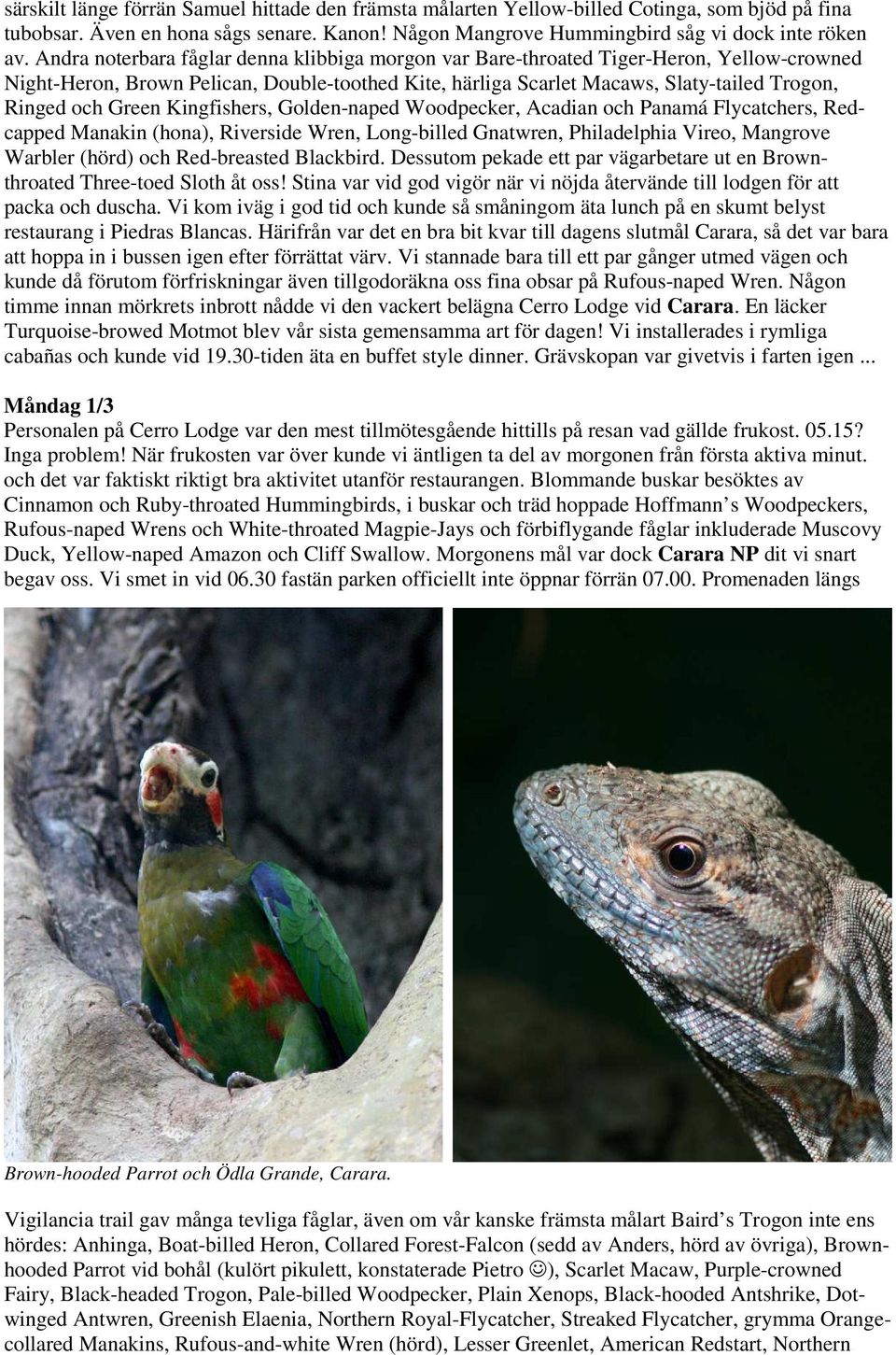 Green Kingfishers, Golden-naped Woodpecker, Acadian och Panamá Flycatchers, Redcapped Manakin (hona), Riverside Wren, Long-billed Gnatwren, Philadelphia Vireo, Mangrove Warbler (hörd) och