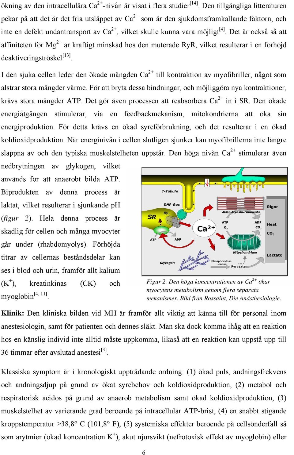 Det är också så att affiniteten för Mg 2+ är kraftigt minskad hos den muterade RyR, vilket resulterar i en förhöjd deaktiveringströskel [13].