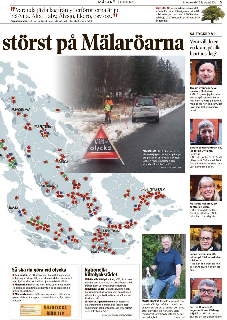 Eken lär vara 500 år gammal. störst på Mälaröarna SÅ TYCKER VI Vem vill du ge en kram på alla hjärtans dag?