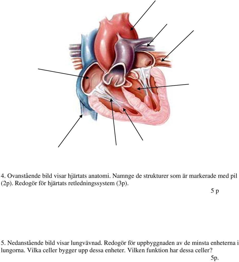 Redogör för hjärtats retledningssystem (3p). 5 p 5.